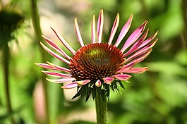 野花,花,開花
