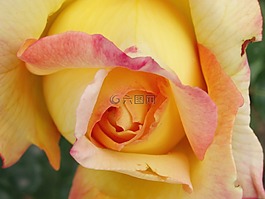 羅莎,春,花園