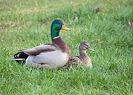 鴨,鳧,夫婦