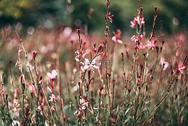 自然,秋,水華