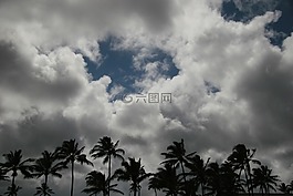 棕櫚樹,云,景觀