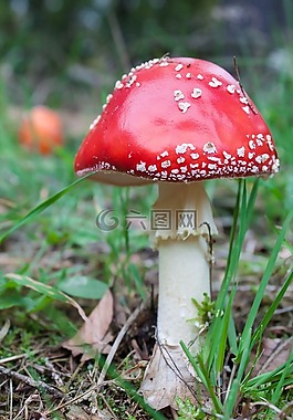 飛木耳,蘑菇,紅色