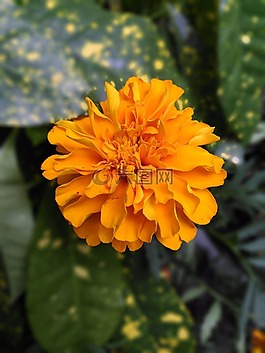 万寿菊,花,黄色