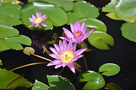 荷花,锦林寺,荷花素材