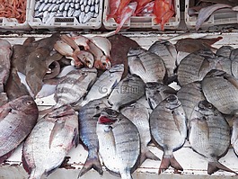 魚,魚類,海港