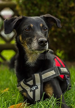 狗,性質,動物