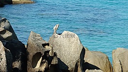 石頭,巖,海洋