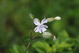 性質(zhì),植物,花卉
