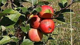 水果樹,樹,水果