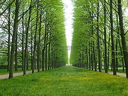 樹木,大道,完美