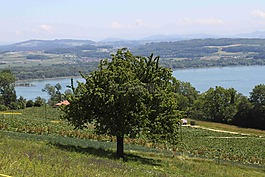 瑞士,湖,区域的湖 murten