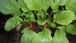 蘿卜,蔬菜,食品
