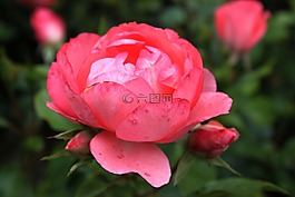 玫瑰,花,玫瑰綻放