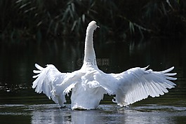 天鵝,鳥,白