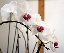 花,蘭花,開花