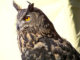 貓頭鷹,鳥,夜間