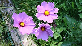 花,粉色,蓬勃發(fā)展