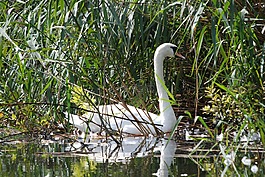 天鵝,白,水鳥