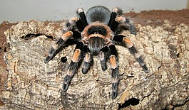 水晶球,蜘蛛,brachypelma史密斯
