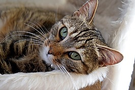 貓,甜蜜,動物