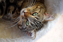 貓,甜蜜,動物