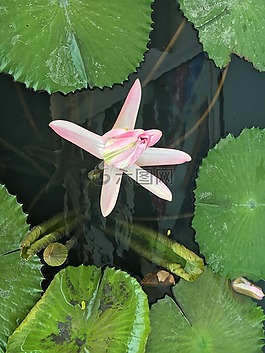睡蓮,花,開(kāi)花