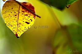 葉,植物,自然
