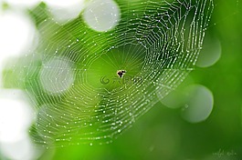 蜘蛛網(wǎng),自然,蜘蛛
