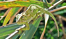 變色龍,地中海變色龍,蜥蜴