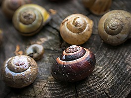 殼,蝸牛,首頁