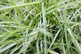 草,性質(zhì),廠