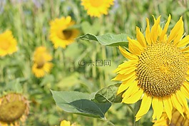 太陽(yáng)花,夏季,廠