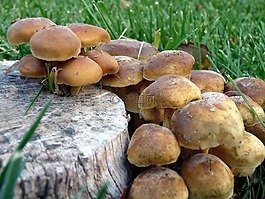 毒菌蘑菇,蘑菇,树桩