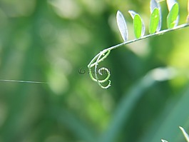 音樂,鮮花,性質(zhì)