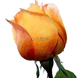 玫瑰,黃色,黃玫瑰