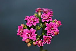 长寿,春,粉红色