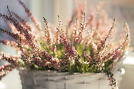 自然,背景,開(kāi)花