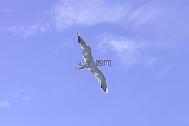 海鷗,鳥(niǎo),天空