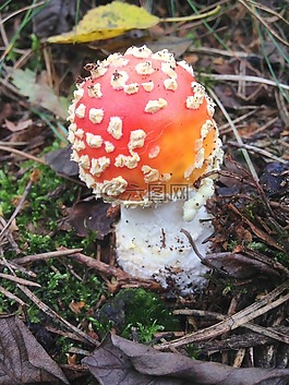蘑菇,秋季,性質(zhì)