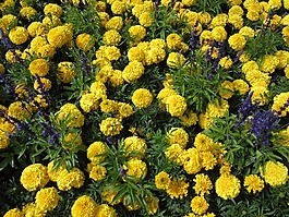 花,万寿菊,黄色