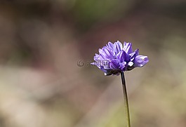 花,鮮花,性質(zhì)