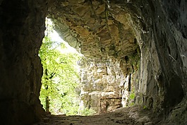 洞穴,樹(shù),性質(zhì)