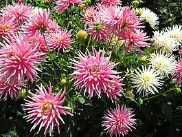 花,粉紅色,白