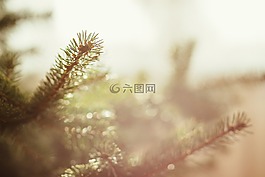 自然,背景,植物