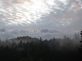 森林,薄霧,灰色