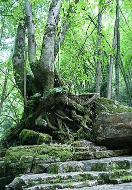 樹,性質(zhì),根