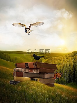 貓頭鷹,圖書,黑鳥