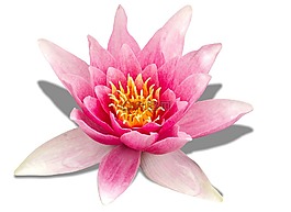 睡蓮,粉紅色,開花