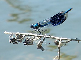 蓑羽,蜻蜓,夏季