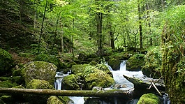河,森林,樹